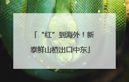 “红”到海外！新泰鲜山楂出口中东
