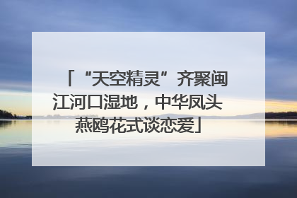“天空精灵”齐聚闽江河口湿地，中华凤头燕鸥花式谈恋爱