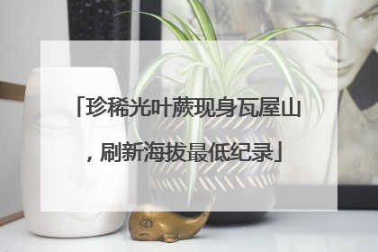 珍稀光叶蕨现身瓦屋山，刷新海拔最低纪录