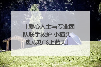 爱心人士与专业团队联手救护 小猫头鹰成功飞上蓝天