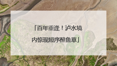 百年重逢！泸水境内惊现短序醉鱼草