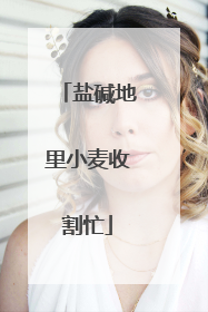 盐碱地里小麦收割忙