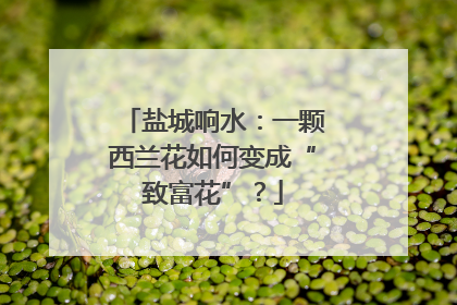 盐城响水：一颗西兰花如何变成“致富花”？