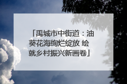 禹城市中街道：油葵花海绚烂绽放 绘就乡村振兴新画卷