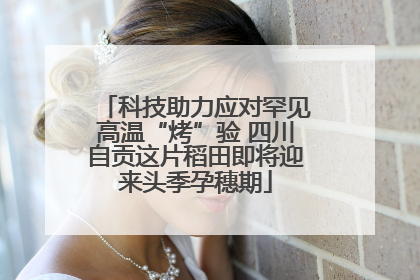 科技助力应对罕见高温“烤”验 四川自贡这片稻田即将迎来头季孕穗期