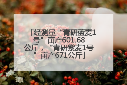 经测量“青研蓝麦1号”亩产601.68公斤，“青研紫麦1号”亩产671公斤