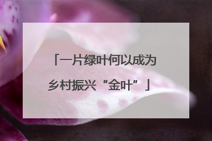 一片绿叶何以成为乡村振兴“金叶”