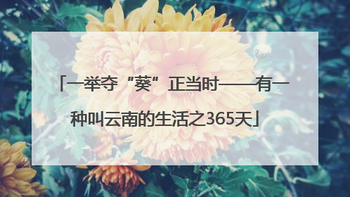 一举夺“葵”正当时——有一种叫云南的生活之365天