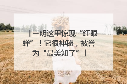 三明这里惊现“红眼蝉”！它很神秘，被誉为“最美知了”