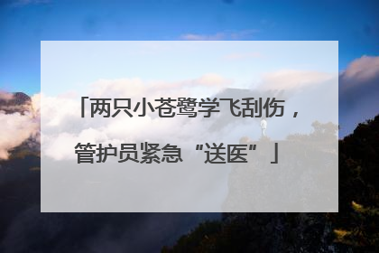 两只小苍鹭学飞刮伤，管护员紧急“送医”