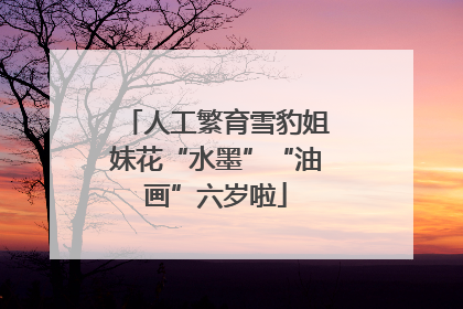 人工繁育雪豹姐妹花“水墨”“油画”六岁啦