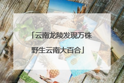 云南龙陵发现万株野生云南大百合