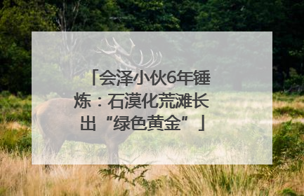 会泽小伙6年锤炼：石漠化荒滩长出“绿色黄金”