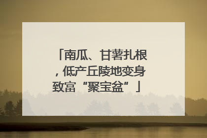 南瓜、甘薯扎根，低产丘陵地变身致富“聚宝盆”