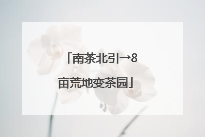 南茶北引→8亩荒地变茶园
