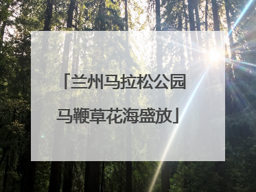 兰州马拉松公园 马鞭草花海盛放