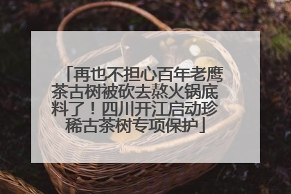 再也不担心百年老鹰茶古树被砍去熬火锅底料了！四川开江启动珍稀古茶树专项保护
