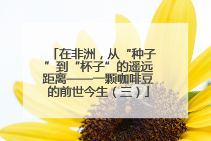 在非洲，从“种子”到“杯子”的遥远距离——一颗咖啡豆的前世今生（三）