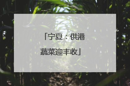 宁夏：供港蔬菜迎丰收