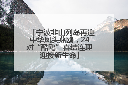 宁波韭山列岛再迎中华凤头燕鸥，24对“酷鸥”喜结连理迎接新生命