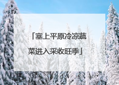 塞上平原冷凉蔬菜进入采收旺季