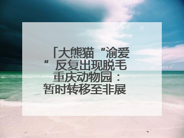 大熊猫“渝爱”反复出现脱毛 重庆动物园：暂时转移至非展示区静养治疗