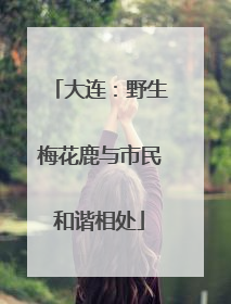 大连：野生梅花鹿与市民和谐相处