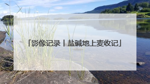 影像记录丨盐碱地上麦收记