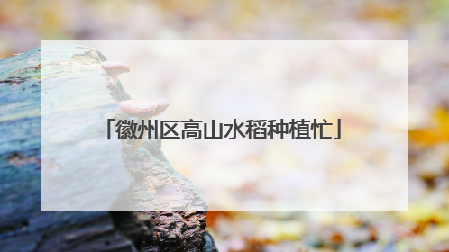 徽州区高山水稻种植忙