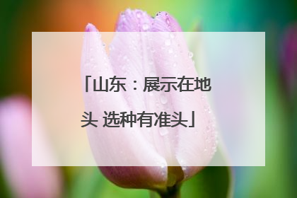 山东：展示在地头 选种有准头