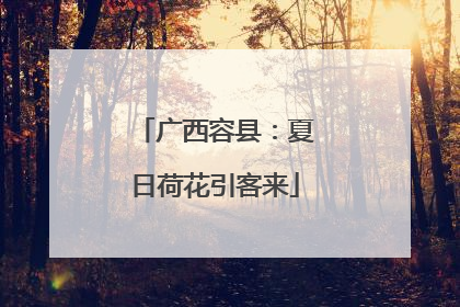 广西容县：夏日荷花引客来