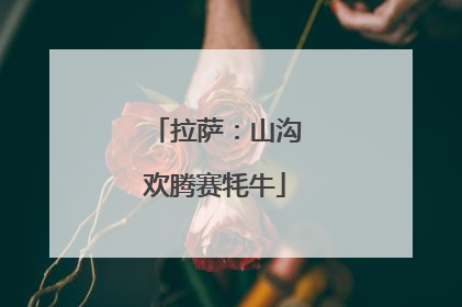 拉萨：山沟欢腾赛牦牛