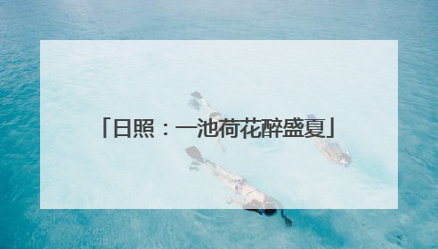 日照：一池荷花醉盛夏