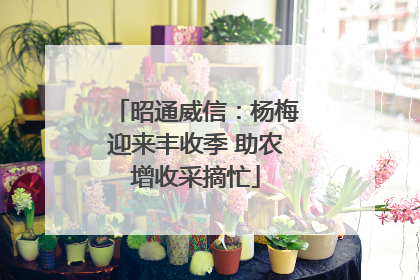 昭通威信：杨梅迎来丰收季 助农增收采摘忙