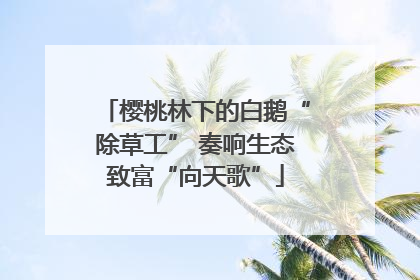 樱桃林下的白鹅“除草工” 奏响生态致富“向天歌”