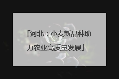 河北：小麦新品种助力农业高质量发展