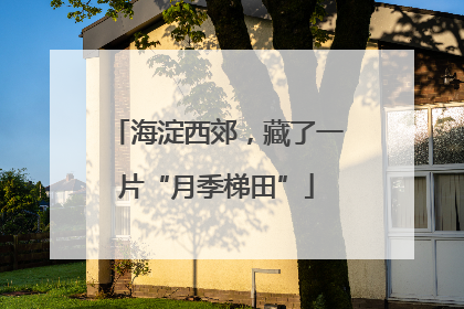 海淀西郊，藏了一片“月季梯田”