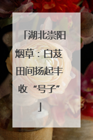 湖北崇阳烟草：白芨田间扬起丰收“号子”