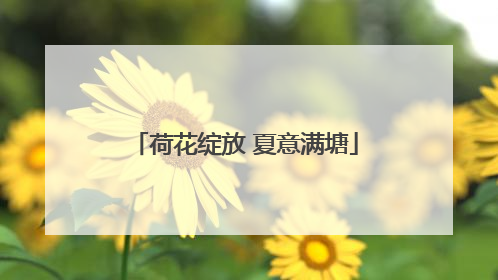 荷花绽放 夏意满塘