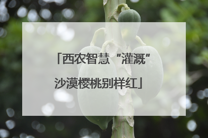 西农智慧“灌溉” 沙漠樱桃别样红
