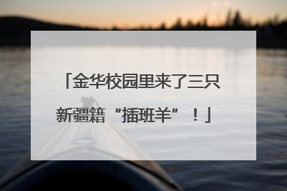 金华校园里来了三只新疆籍“插班羊”！
