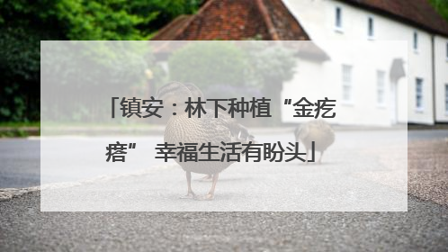 镇安：林下种植“金疙瘩” 幸福生活有盼头