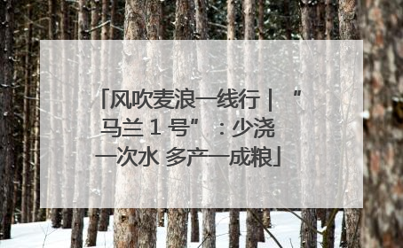 风吹麦浪一线行｜“马兰 1 号”：少浇一次水 多产一成粮
