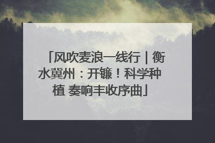 风吹麦浪一线行｜衡水冀州：开镰！科学种植 奏响丰收序曲