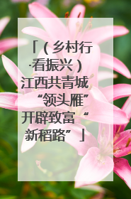 （乡村行·看振兴）江西共青城“领头雁”开辟致富“新稻路”